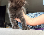 Кошки в Калининграде: Котик  РЕДКОГО шоколадного окраса!!! Мальчик, Бесплатно - фото 3