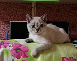 Кошки в Москве: Шотландский котёнок Девочка Мальчик  Девочка, 10 000 руб. - фото 3