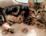 Кошки в Лукоянове: Котята курильских бобтейлов, 15 000 руб. - фото 5