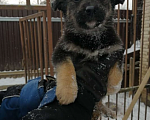 Собаки в Химках: Девочка  2 месяца, умничка красавица Девочка, 1 руб. - фото 1