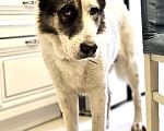 Собаки в Химках: Умка метис ищет дом Мальчик, Бесплатно - фото 1
