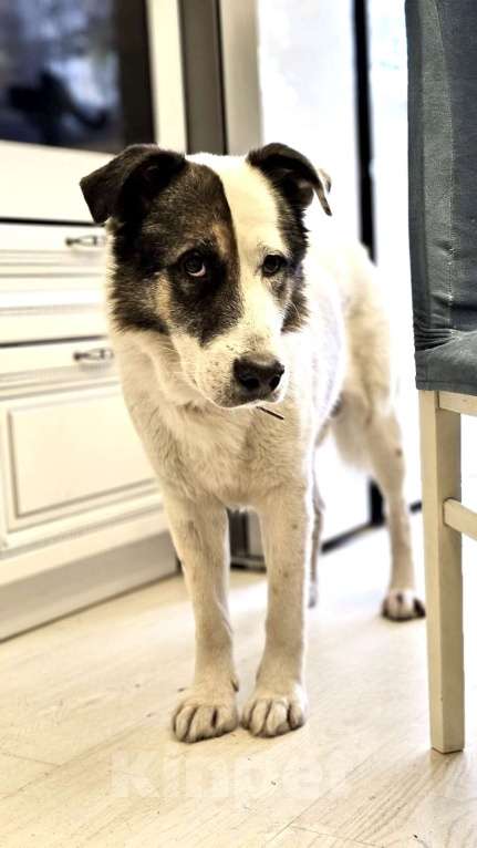 Собаки в Химках: Умка метис ищет дом Мальчик, Бесплатно - фото 1