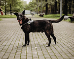 Собаки в Москве: Очаровательный Бобби в добрые руки  Мальчик, Бесплатно - фото 8