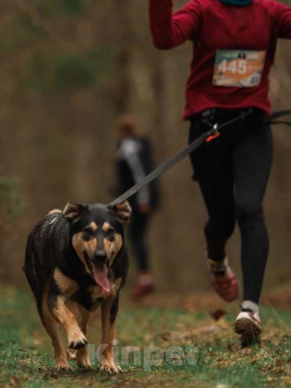 Собаки в Санкт-Петербурге: Киви из приюта в добрые руки Девочка, Бесплатно - фото 6