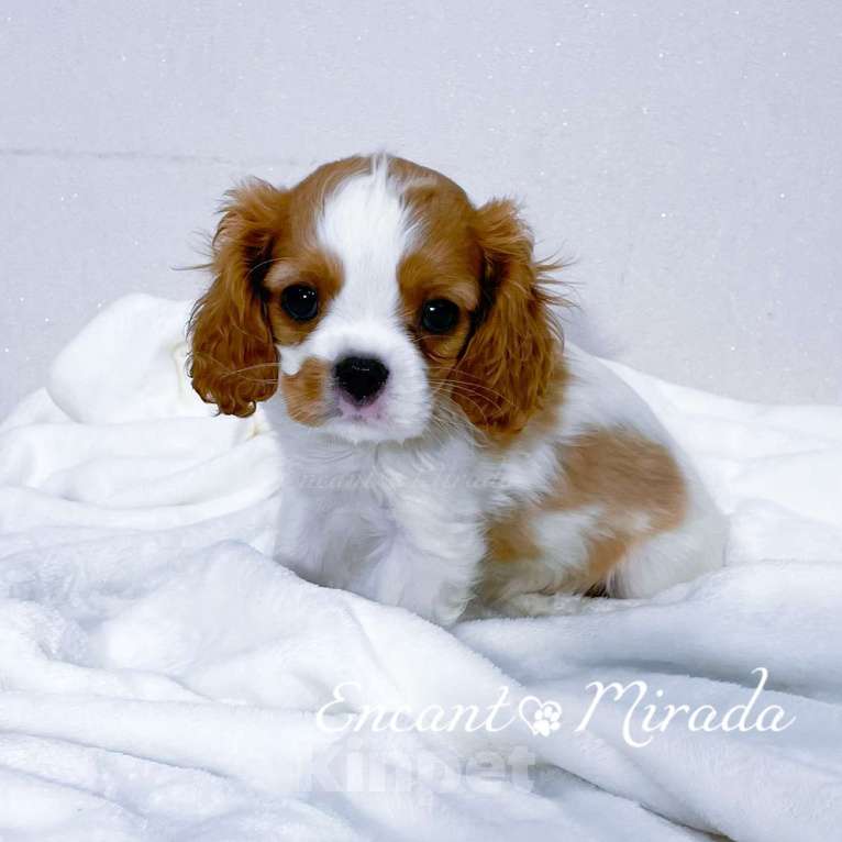 Собаки в Тамбове: Мальчик кавалер Кинг Чарльз спаниель Мальчик, 70 000 руб. - фото 1