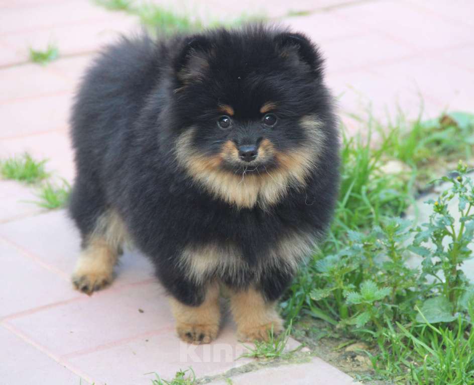 Собаки в Раменском: Мальчик шпица Мальчик, 40 000 руб. - фото 3