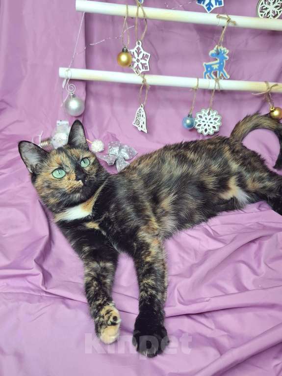 Кошки в Москве: Кошка с невероятными глазами в добрые руки  Девочка, Бесплатно - фото 8