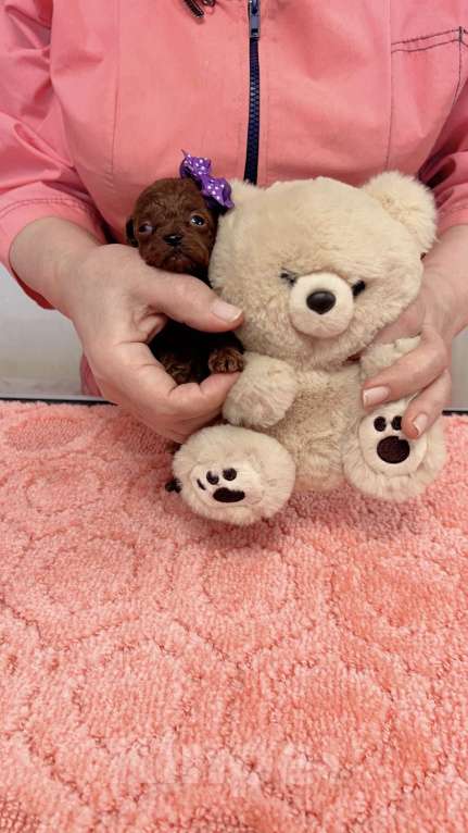 Собаки в Москве: Тедди  тикап пудель  Мальчики и девочки Мальчик, Бесплатно - фото 2