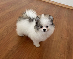 Собаки в Санкт-Петербурге: Эксклюзивный мальчик померанского шпица, Морис  Мальчик, 40 000 руб. - фото 3