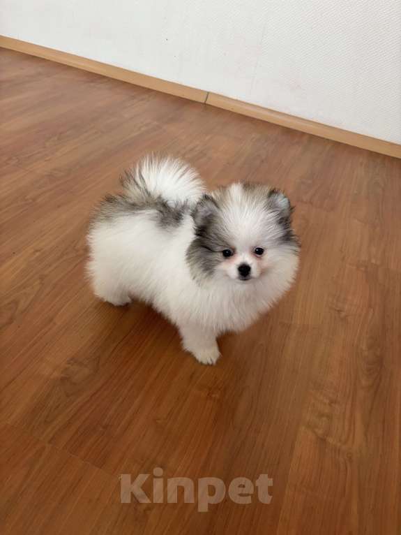 Собаки в Санкт-Петербурге: Эксклюзивный мальчик померанского шпица, Морис  Мальчик, 40 000 руб. - фото 3