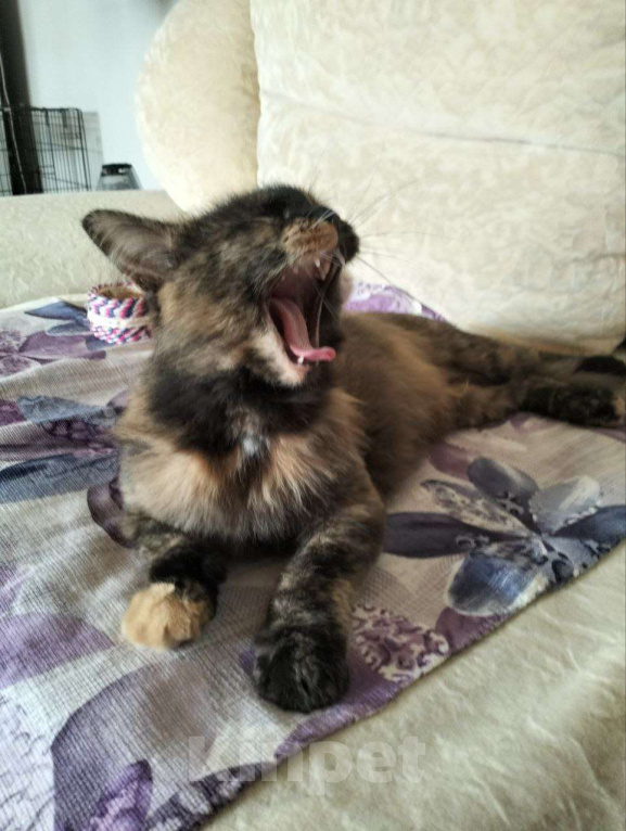 Кошки в Дмитрове: Черепашка Барабулька ищет дом. Девочка, Бесплатно - фото 3