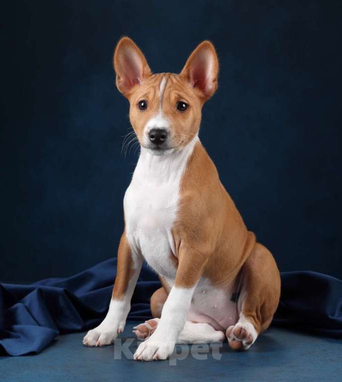 Собаки в Санкт-Петербурге: Щенок басенджи Девочка, Бесплатно - фото 7