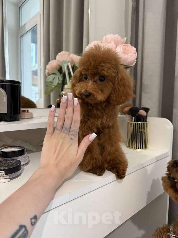 Собаки в Москве: Той пудель щенок Девочка, 100 000 руб. - фото 6