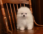 Собаки в Москве: Белый померанский шпиц (девочка)  Девочка, 40 000 руб. - фото 1
