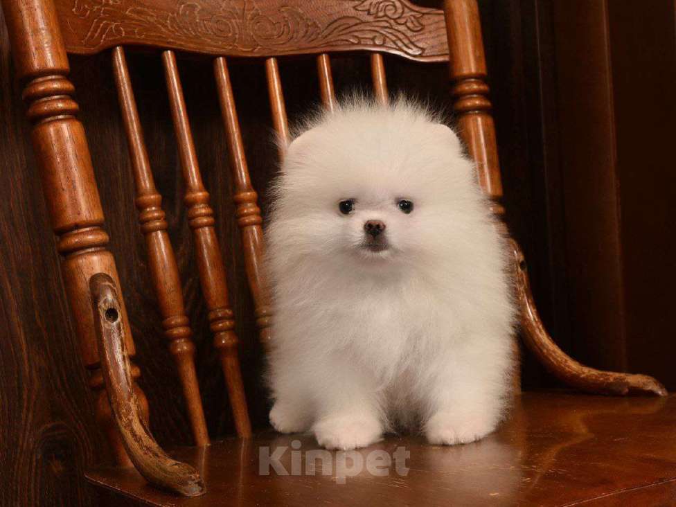 Собаки в Москве: Белый померанский шпиц (девочка)  Девочка, 40 000 руб. - фото 1