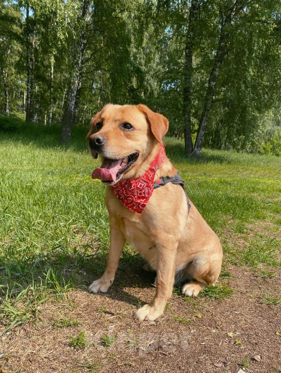 Собаки в Москве: Лабрадор Теодор в приюте Мальчик, Бесплатно - фото 3