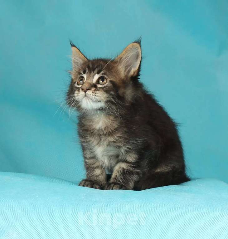 Кошки в Раменском: Котенок Мейн-кун Девочка, 45 000 руб. - фото 4