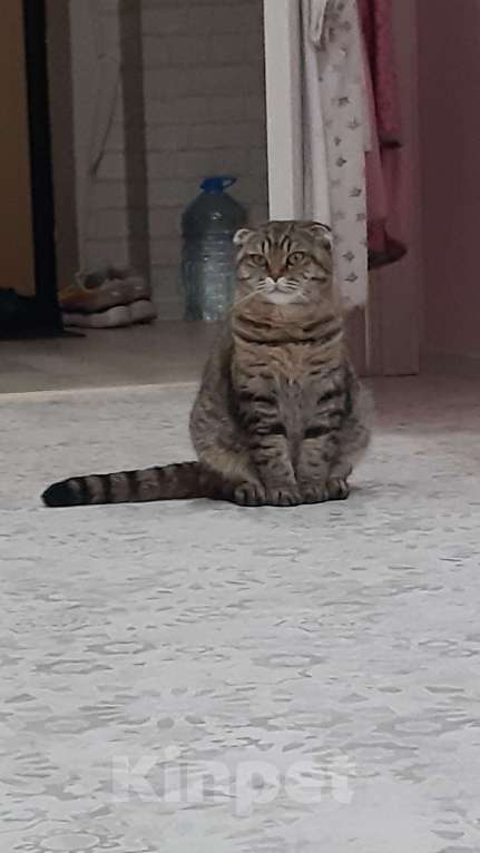 Кошки в Сочи: Домашняя шотландская вислоухая кошка Милашка  Девочка, Бесплатно - фото 1