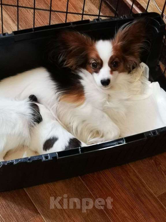 Собаки в Москве: Щенок папийона (папильона) девочка Девочка, 100 000 руб. - фото 5