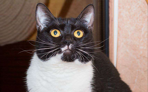 Не пугайте кошек