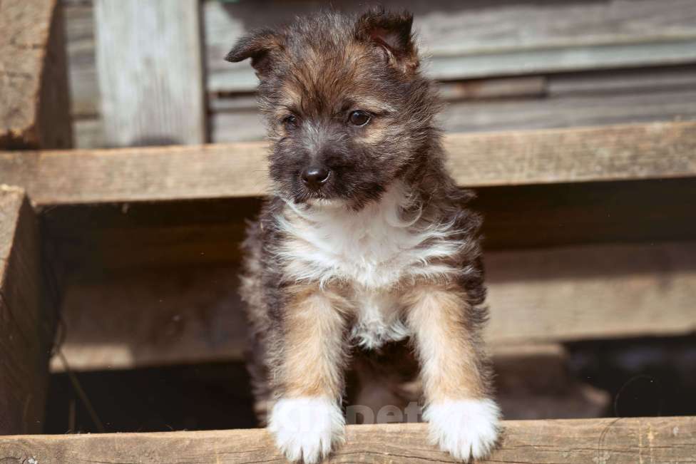 Собаки в Москве: мелкаш Мики в добрые руки Мальчик, Бесплатно - фото 4