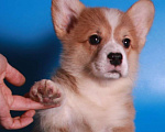 Собаки в Москве: вельш корги пемброк щенок от чемпиона Мальчик, 80 000 руб. - фото 2