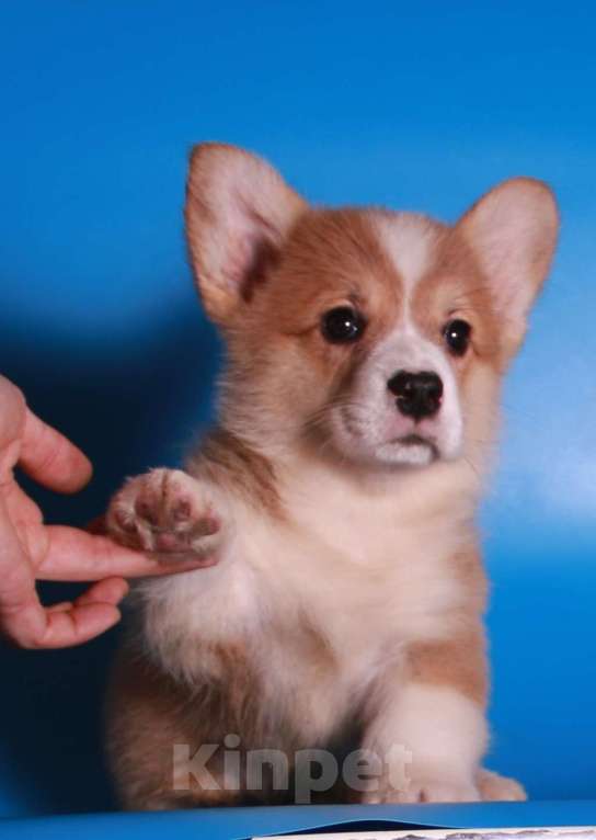 Собаки в Москве: вельш корги пемброк щенок от чемпиона Мальчик, 80 000 руб. - фото 2