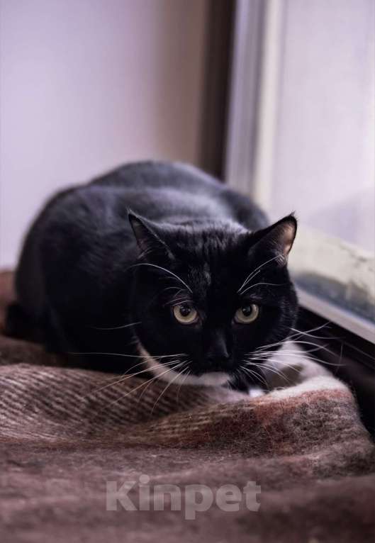 Кошки в Москве: Когда хозяин исчезает: история Рафаэлы Девочка, Бесплатно - фото 3