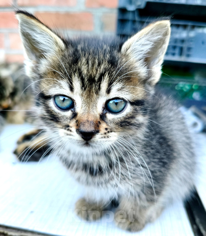 Кошки в Новочеркасске: Котенок девочка ищет любящих и добрых хозяев Девочка, Бесплатно - фото 1