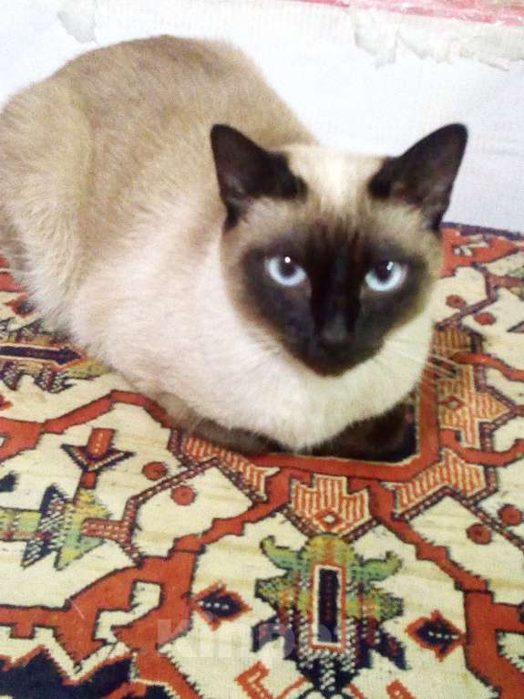 Кошки в других городах Ленинградской области: Сиамский котёнок Девочка, 15 000 руб. - фото 3