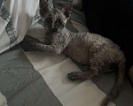 Кошки в Москве: Продаю котенка сфинкса 😻 Девочка, 10 000 руб. - фото 2