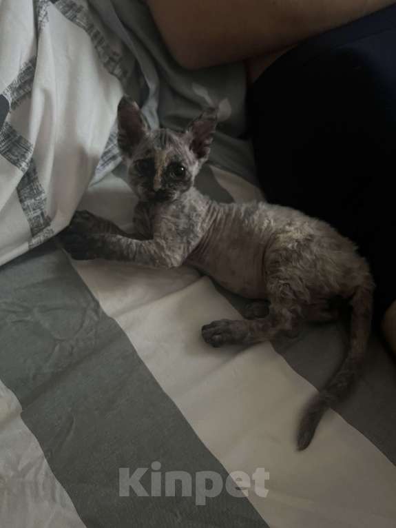 Кошки в Москве: Продаю котенка сфинкса 😻 Девочка, 10 000 руб. - фото 2