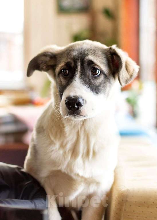 Собаки в Москве: В поиске дома и любящих родителей чудесная красавица Шанни Девочка, 1 руб. - фото 3