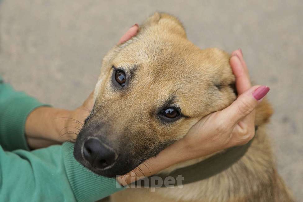 Собаки в Санкт-Петербурге: Отдам щенка бесплатно Мальчик, Бесплатно - фото 2