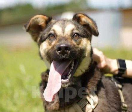 Собаки в Москве: Марта Девочка, Бесплатно - фото 2