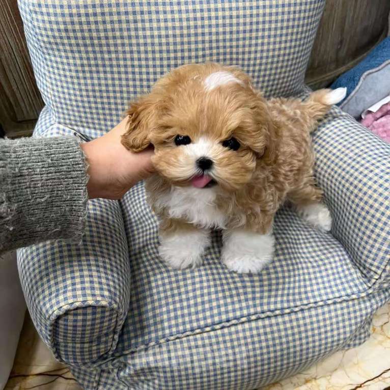 Собаки в Москве: Мальтипу микро Премиум класс Мальчик, 80 000 руб. - фото 1