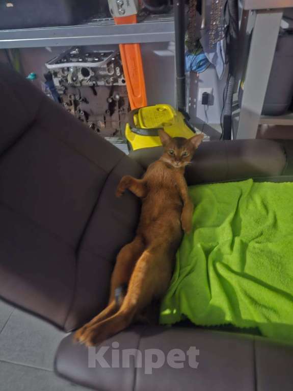 Кошки в других городах Московской области: ❗️❗️❗️ПРОПАЛ КОТИК❗️❗️❗️ Мальчик, 5 000 руб. - фото 1