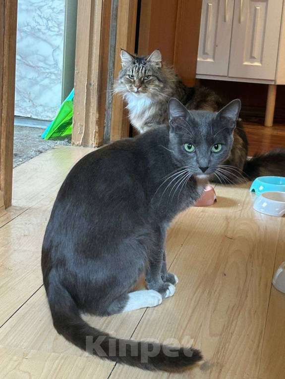 Кошки в Клине: Сева — подарите ему семью Мальчик, Бесплатно - фото 3