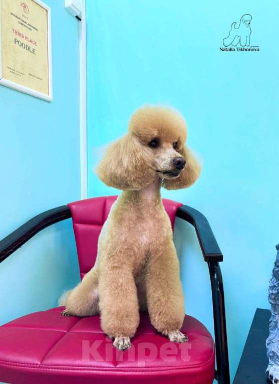 Собаки в Москве: Продажа (бронирование) щенков Разнополые, 52 000 руб. - фото 3