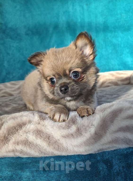 Собаки в Самаре: Красивый Мальчик чихуахуа Мальчик, Бесплатно - фото 3