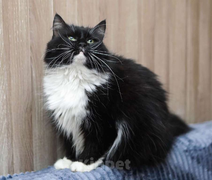 Кошки в Санкт-Петербурге: Шикарная Зося в добрые ручки Девочка, Бесплатно - фото 2