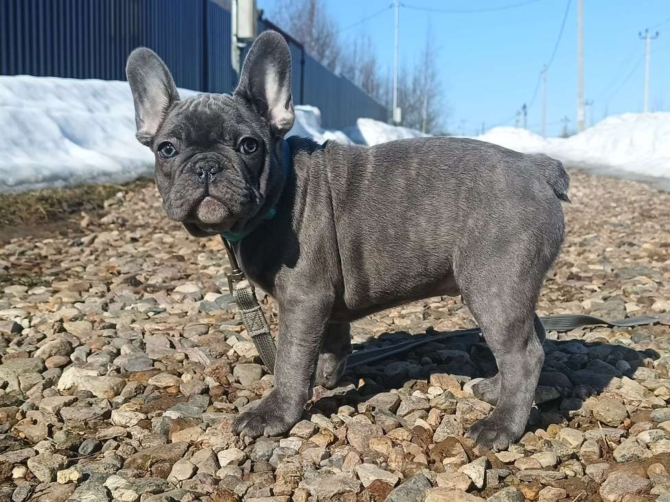 Собаки в Москве: Данко голубой тигр Мальчик, 55 000 руб. - фото 4