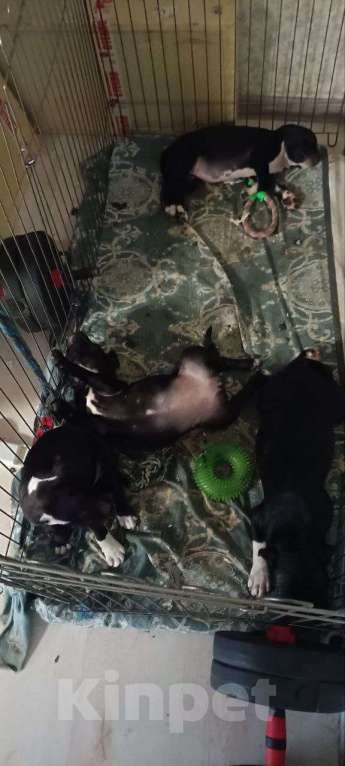 Собаки в Ростове-на-Дону: Стаффордширский бультерьер Девочка, 50 000 руб. - фото 4