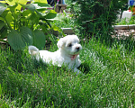 Собаки в Астрахани: Щенки мальтийской болонки. Рождены 1 мая. Привиты по возрасту. Кушают сами. Девочка, 25 000 руб. - фото 3