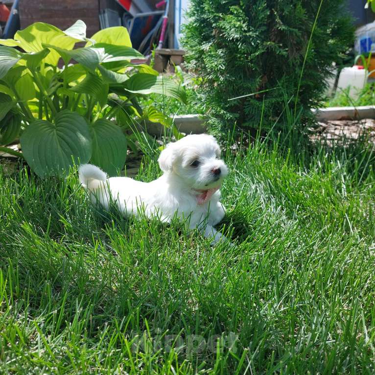 Собаки в Астрахани: Щенки мальтийской болонки. Рождены 1 мая. Привиты по возрасту. Кушают сами. Девочка, 25 000 руб. - фото 3