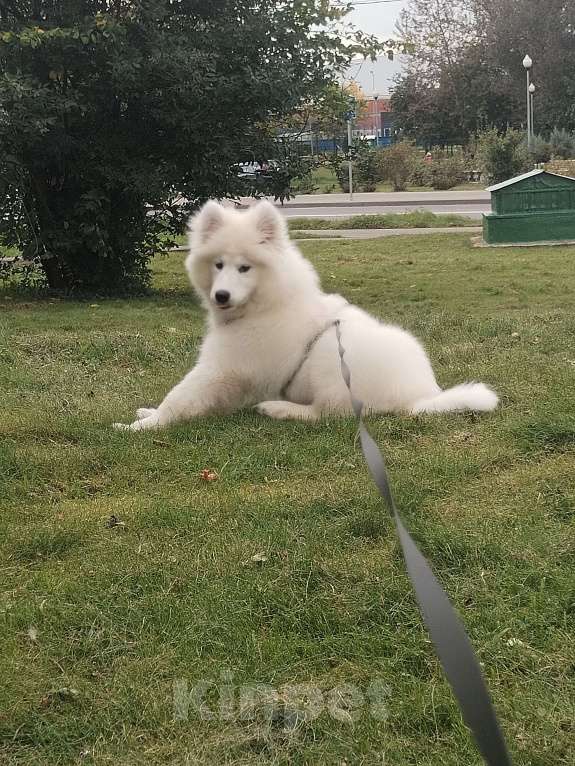 Собаки в других городах Московской области: Продам самоеда девочку 5 месяцев Девочка, 27 000 руб. - фото 1
