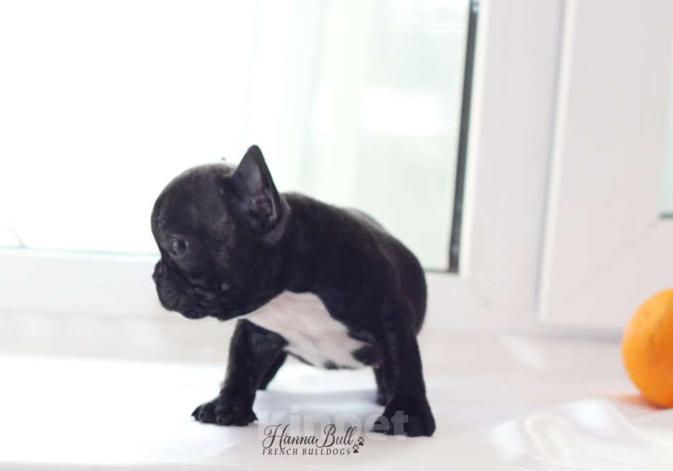 Собаки в Москве: Девочка французский бульдог Ляля Девочка, 75 000 руб. - фото 6