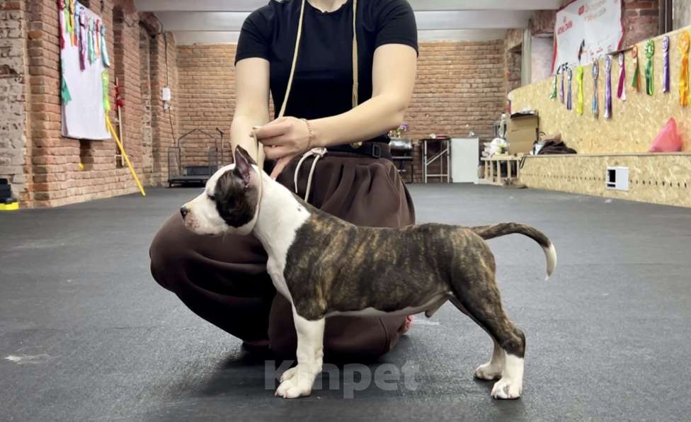 Собаки в Москве: Яркий уютный Сахарок для самого любящего сердца. Мальчик, 110 000 руб. - фото 1