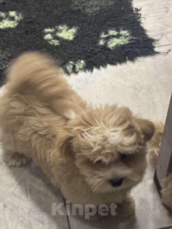 Собаки в Воронеже: Очень милая малышка мальтипу мини ф1, Девочка, 150 000 руб. - фото 2