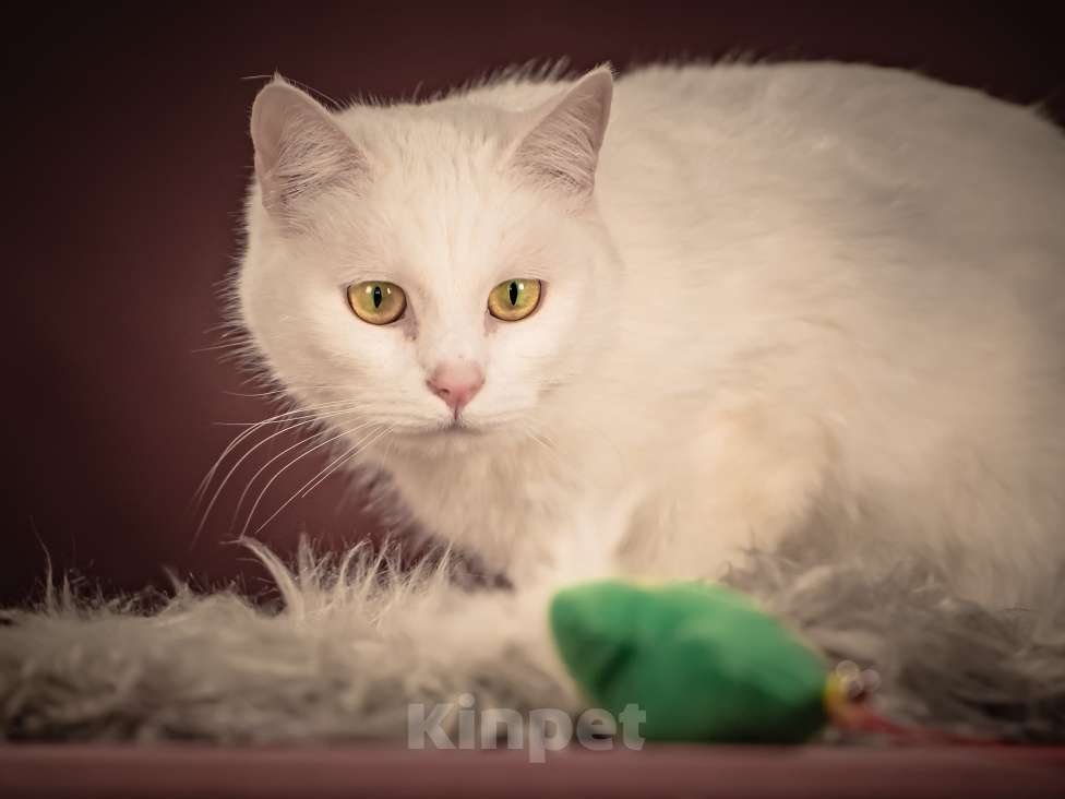 Кошки в Клине: Кассиопея — изящная кошечка, точно фарфоровая статуэтка Девочка, Бесплатно - фото 1